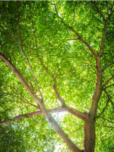 Tree Removal Laguna Niguel